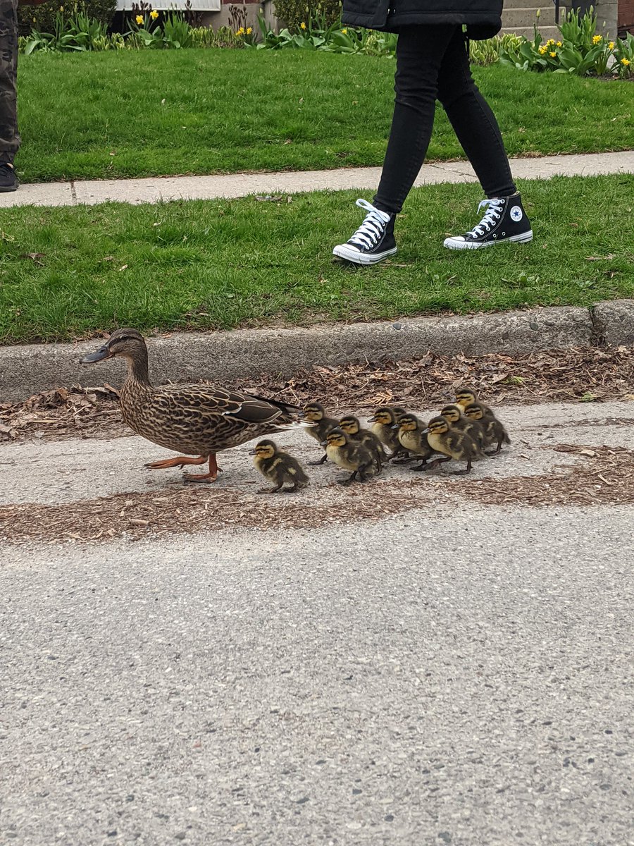 Today's exciting moment in Kindergarten was the duck &amp; her ducklings that were on their way to the river 🌊
