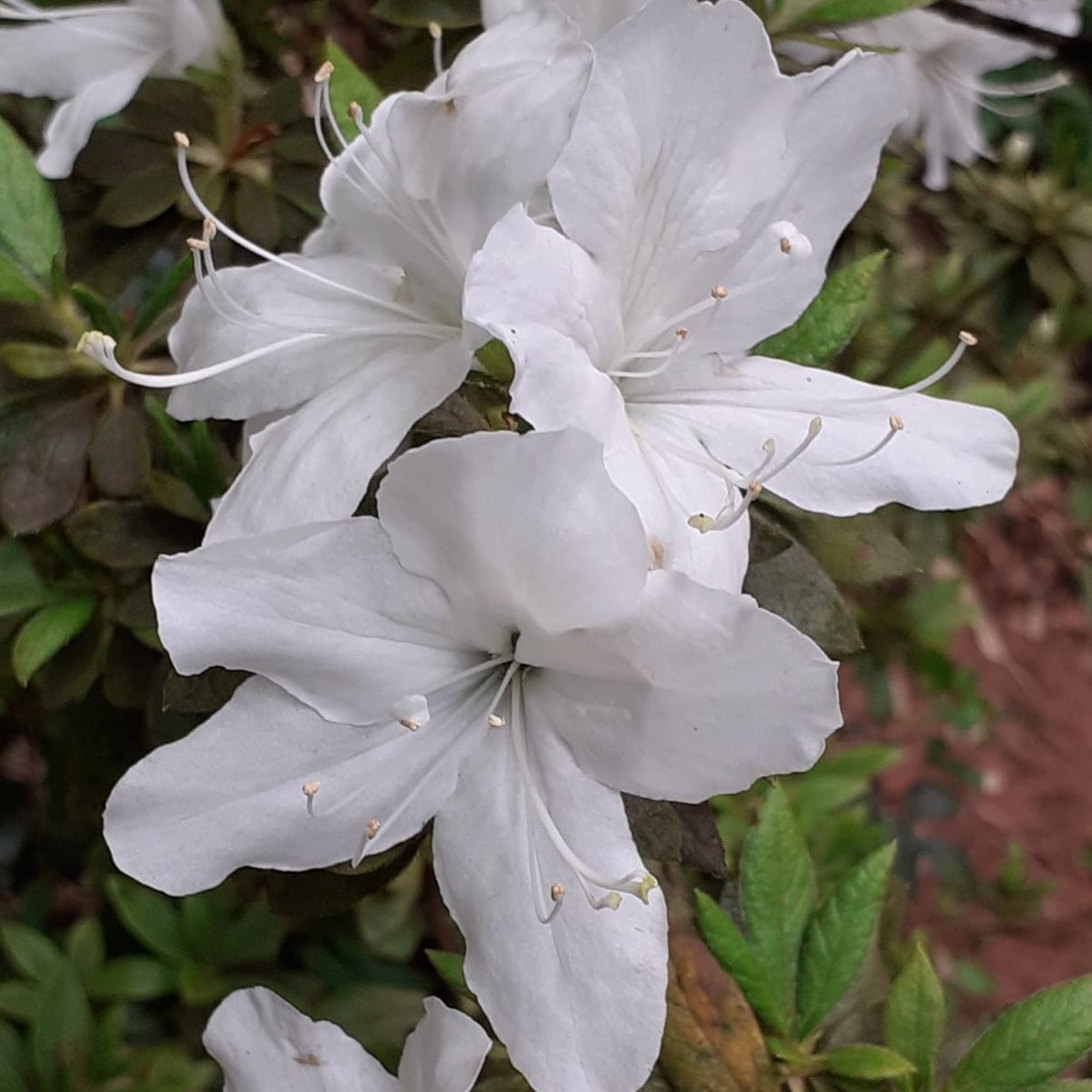 CockingtonPark's tweet photo. Cockington's rhododendrons are putting on a spectacular flowering display! From large blousy blooms in pinks and purples through to white, they are definitely worth a visit.
#rhododendrons #cockingtoncountrypark https://t.co/dvzucyMQCT
