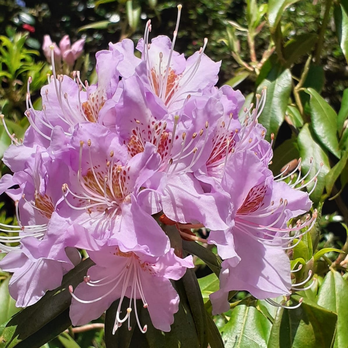 CockingtonPark's tweet photo. Cockington's rhododendrons are putting on a spectacular flowering display! From large blousy blooms in pinks and purples through to white, they are definitely worth a visit.
#rhododendrons #cockingtoncountrypark https://t.co/dvzucyMQCT