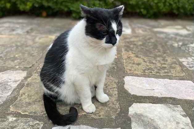 thedailytexan's tweet photo. “There have been a bunch of Bevos and white squirrels, but there is only one Domino.”

Members of the @UTAustin community honor cherished campus cat and “The King of Campus,” Domino, after he died from cancer Tuesday.

https://t.co/Wzz8pT113u https://t.co/Zz66GZa1GT