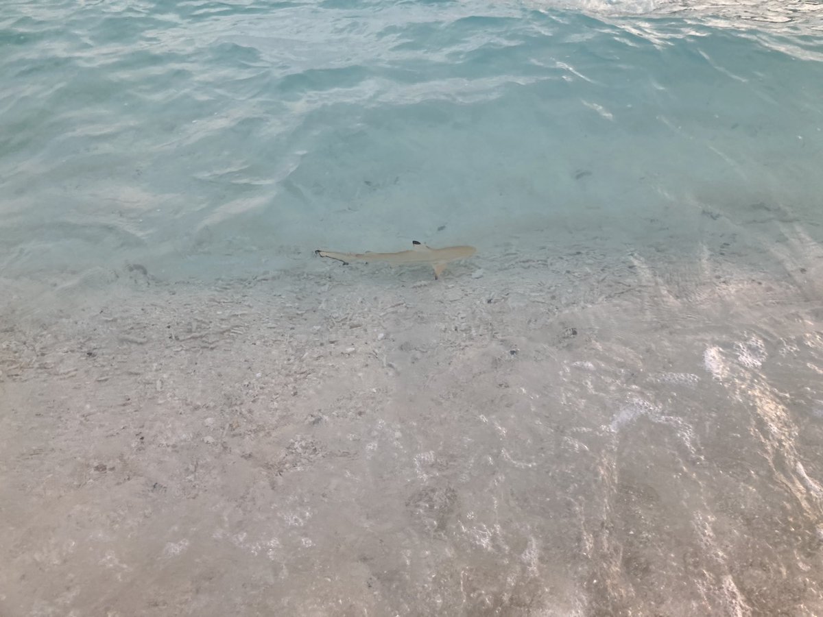 KerryWight2's tweet photo. Another perfect day in paradise, what more can I say! @Maafushivaru_MV @KuoniTravelUK @Kuoni_Trafford @_traffordcentre https://t.co/WBD966leGC