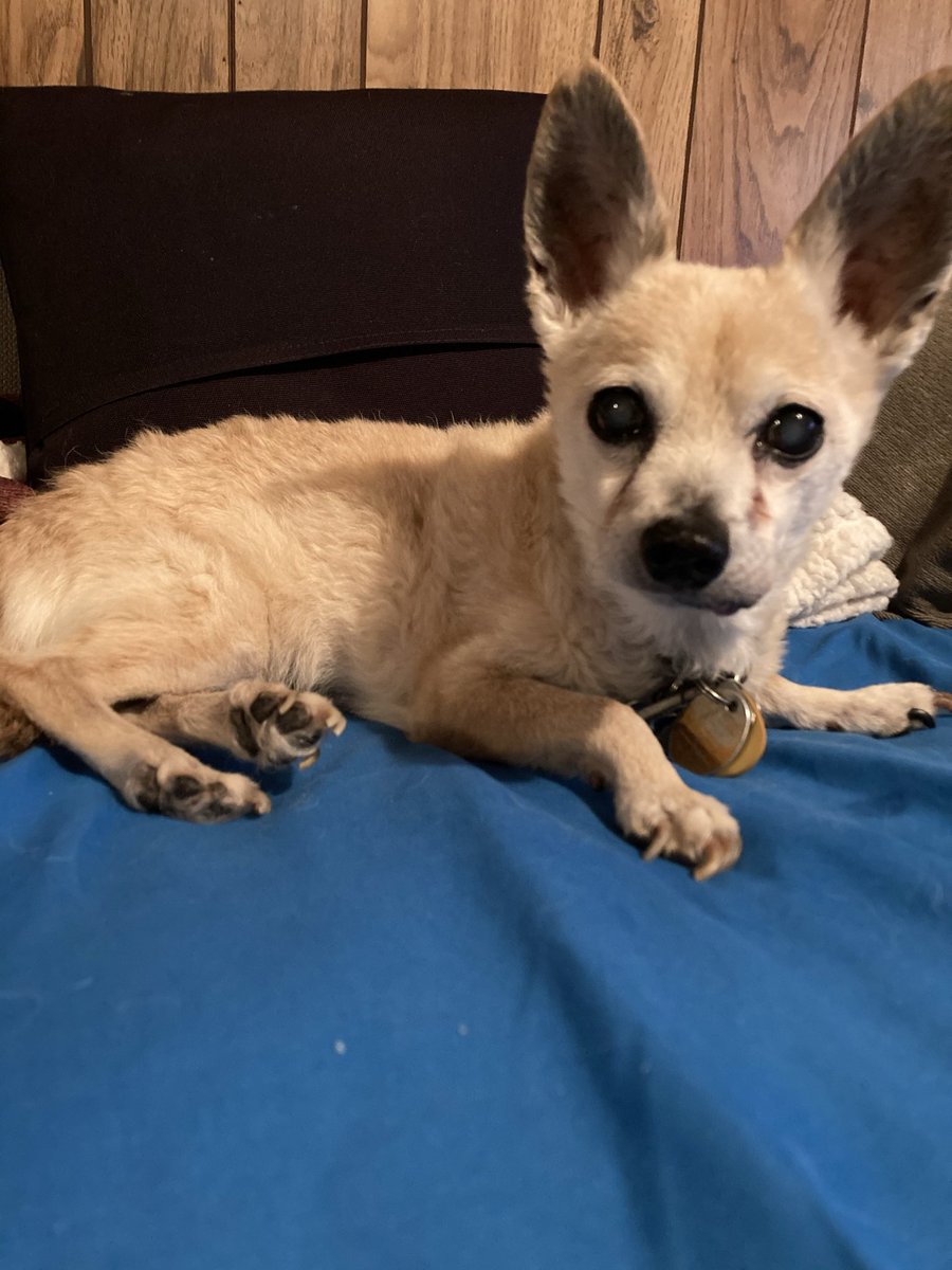 chihushua's tweet photo. Happy Friday from Dcout! #dogsoftwitter #chisquad https://t.co/XkY0jfGk9K