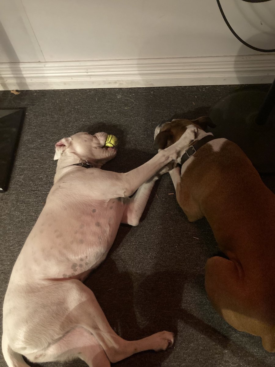 mully1968's tweet image. Love these dogs # boxers