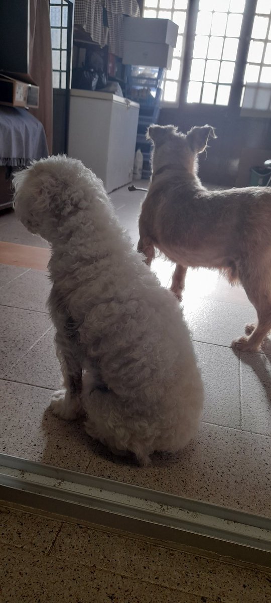 Bracinhoz's tweet photo. Just got the news that my white dog, Dori, she lost her strength from all of a sudden and, i couldnt see her suffer, took her to the vet and they said she had to be put down.

I will never forget you. https://t.co/YoYli4GAYU