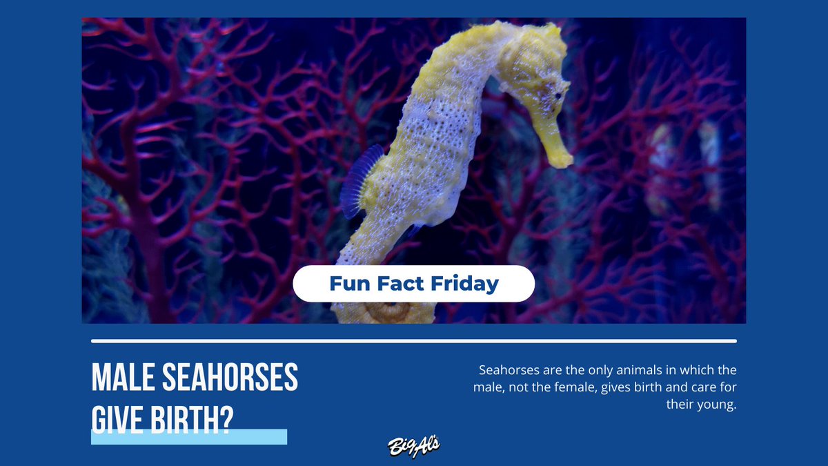 Big Al's Pets tweet media