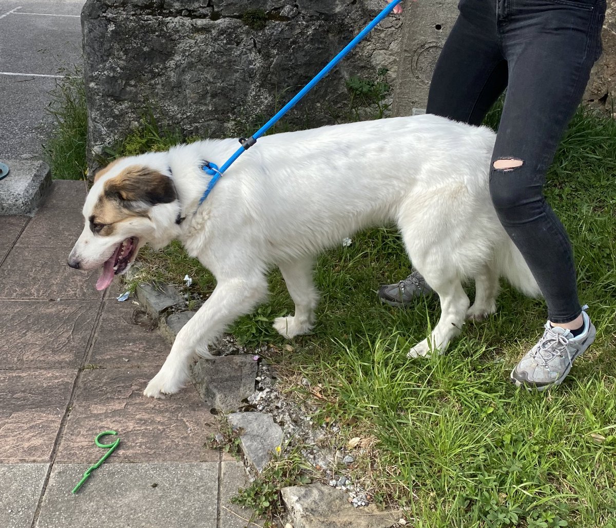 _noeliaprz's tweet photo. ‼️ URGENTE ‼️

Esta es Lexy y busca una familia que pueda darle mucho amor, al poder ser en Cantabria. Tiene 19 meses y es mezcla de pastor belga con golden retriever. Es un perrita adiestrada para los paseos y sobre todo muy cariñosa ❤️‍🩹 

Un RT también nos ayuda mucho ❤️ https://t.co/F56tTB0sd3