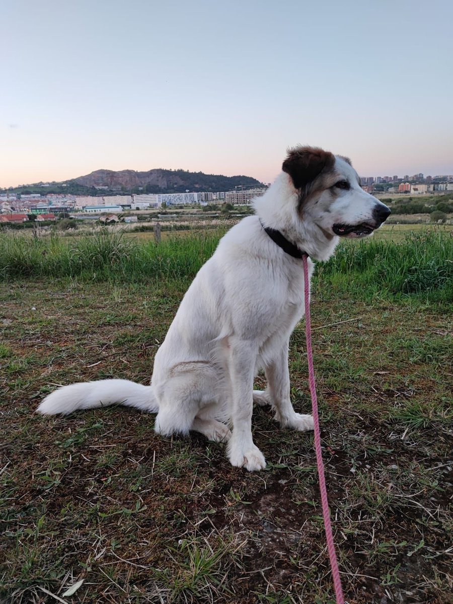 _noeliaprz's tweet photo. ‼️ URGENTE ‼️

Esta es Lexy y busca una familia que pueda darle mucho amor, al poder ser en Cantabria. Tiene 19 meses y es mezcla de pastor belga con golden retriever. Es un perrita adiestrada para los paseos y sobre todo muy cariñosa ❤️‍🩹 

Un RT también nos ayuda mucho ❤️ https://t.co/F56tTB0sd3