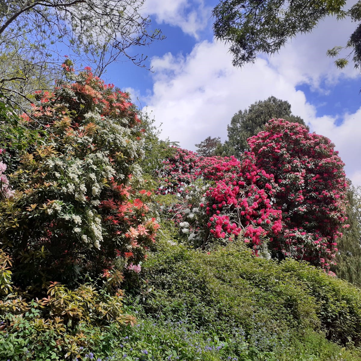 CockingtonPark's tweet photo. Cockington's rhododendrons are putting on a spectacular flowering display! From large blousy blooms in pinks and purples through to white, they are definitely worth a visit.
#rhododendrons #cockingtoncountrypark https://t.co/dvzucyMQCT