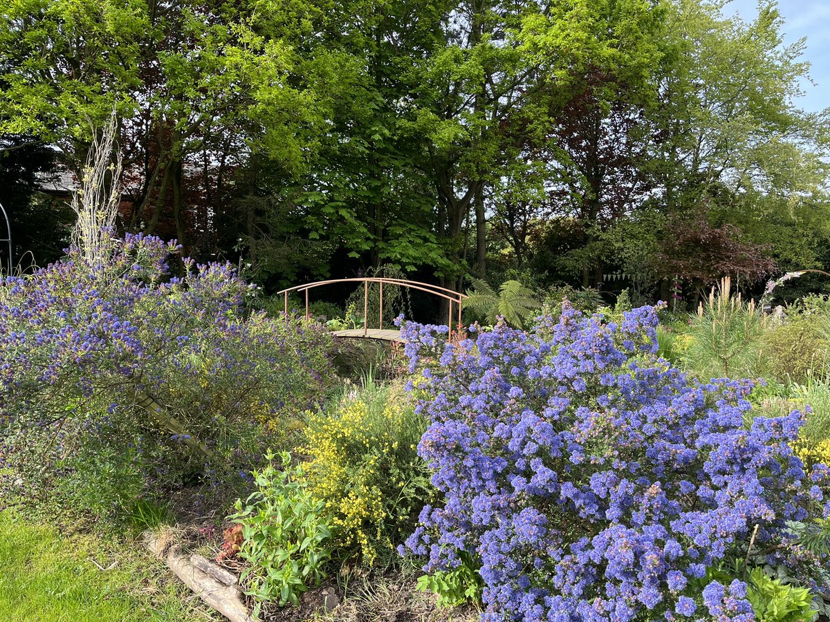 johnbent5's tweet photo. Weeping Ash Garden Glazebury today https://t.co/PlTy66VbrD