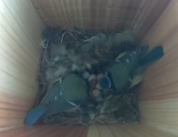 Hatching day in my mother's nesting box!!! :-)
youtube.com/watch?v=TdOmuK…