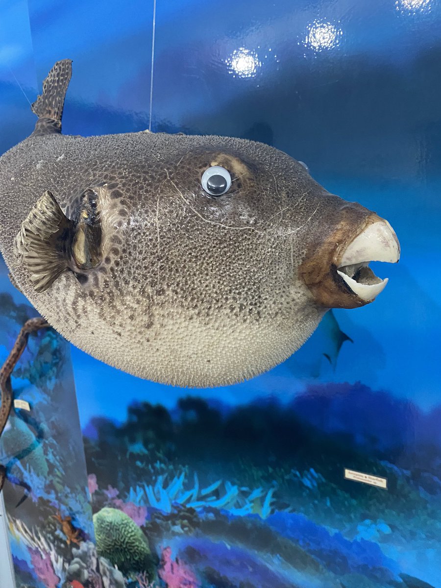 DonnaActon's tweet photo. @CrapTaxidermy When the ancient puffer fish in Zante’s ‘natural history museum’ has a stick on plastic googly eye…👀 https://t.co/fju6mFtCvQ