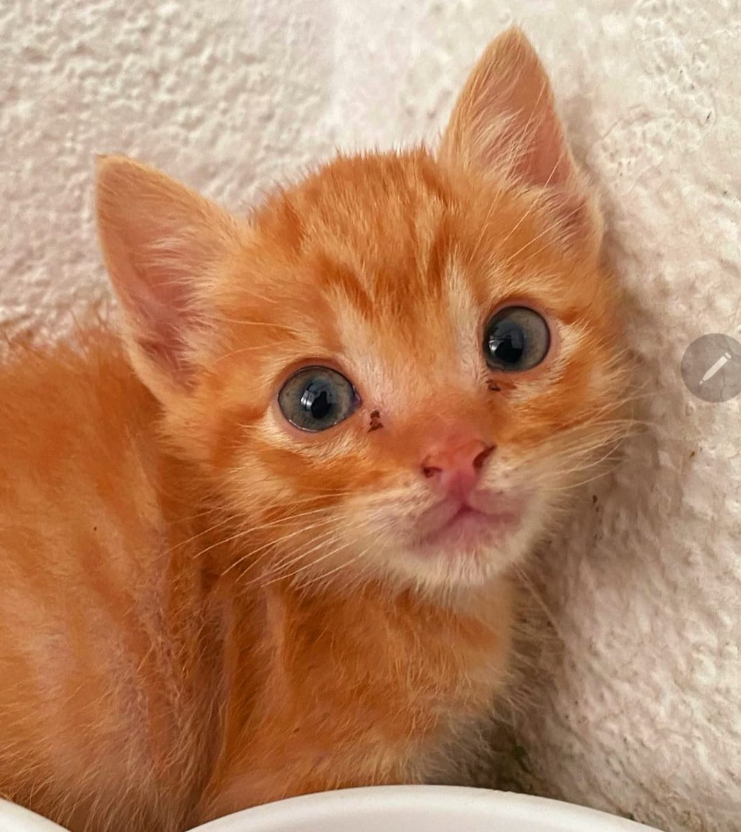 AXLAMADRID's tweet photo. 🧡💛🤎🤍 Abril, mamá. Pol (naranja) y María (tricolor).Lexia (tricolor) y Mayo (naranja) 

Todos sacados este fin de semana de la perrera. 

Están preparados para llegar a un hogar e inundar con su alegría y amor. ❤

👉adopciones@axlamadrid.org https://t.co/wpPda4Asgi