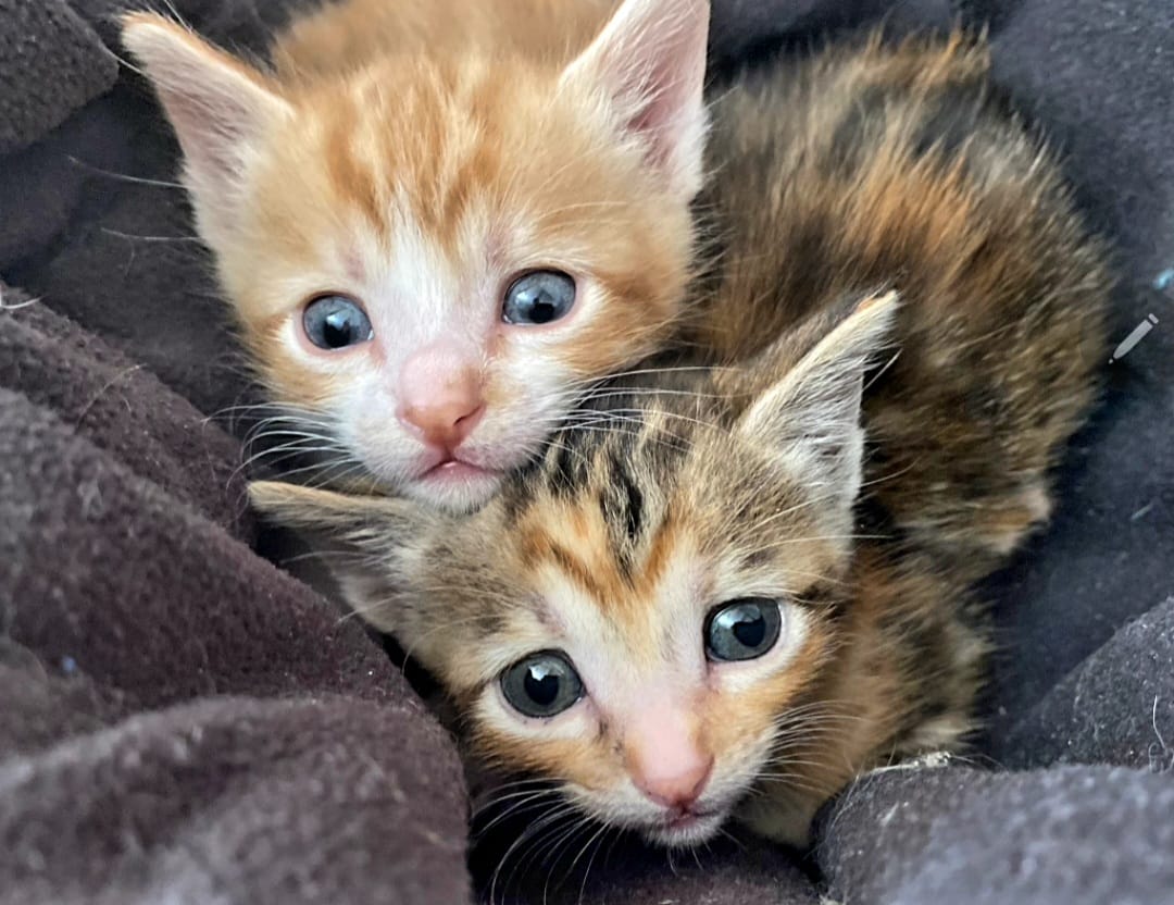 AXLAMADRID's tweet photo. 🧡💛🤎🤍 Abril, mamá. Pol (naranja) y María (tricolor).Lexia (tricolor) y Mayo (naranja) 

Todos sacados este fin de semana de la perrera. 

Están preparados para llegar a un hogar e inundar con su alegría y amor. ❤

👉adopciones@axlamadrid.org https://t.co/wpPda4Asgi