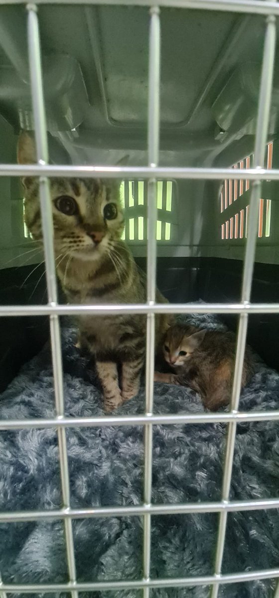 AXLAMADRID's tweet photo. 🧡💛🤎🤍 Abril, mamá. Pol (naranja) y María (tricolor).Lexia (tricolor) y Mayo (naranja) 

Todos sacados este fin de semana de la perrera. 

Están preparados para llegar a un hogar e inundar con su alegría y amor. ❤

👉adopciones@axlamadrid.org https://t.co/wpPda4Asgi