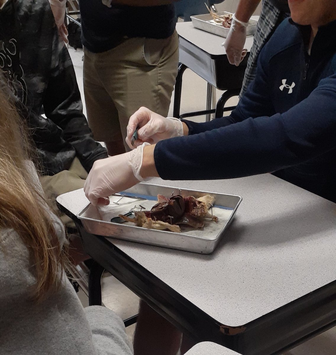 310Hayden's tweet photo. Rat dissection is Zoology this week. #Mammals #ItsNotRemy https://t.co/7y2bAoewyu