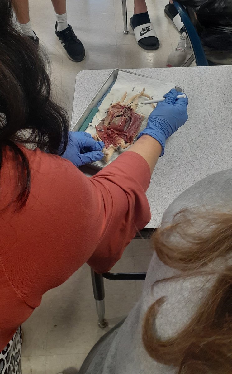 310Hayden's tweet photo. Rat dissection is Zoology this week. #Mammals #ItsNotRemy https://t.co/7y2bAoewyu