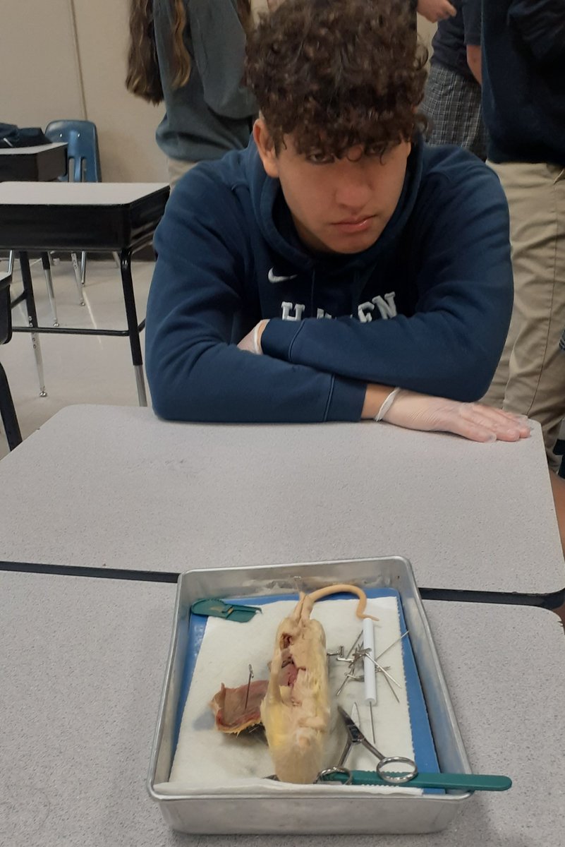 310Hayden's tweet photo. Rat dissection is Zoology this week. #Mammals #ItsNotRemy https://t.co/7y2bAoewyu