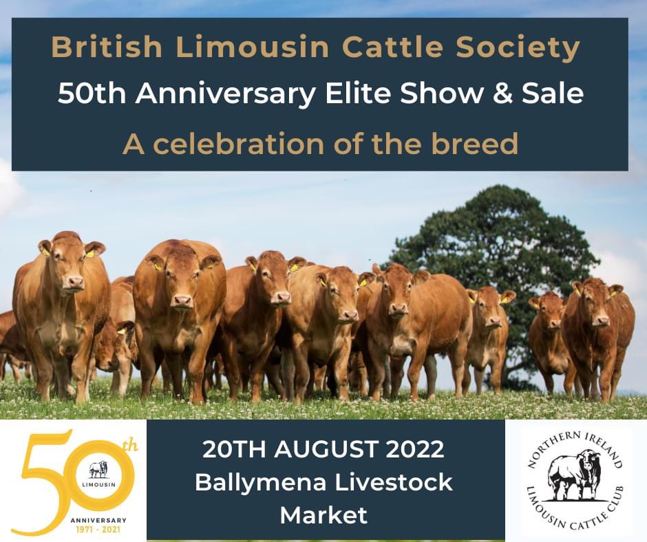 idavidson56's tweet photo. Stella sells at this special sale in August. One of the best we’ve bred. Pictured at 8 mths. #limousin #NIagri @LimousinUK https://t.co/rr1IjNIACo