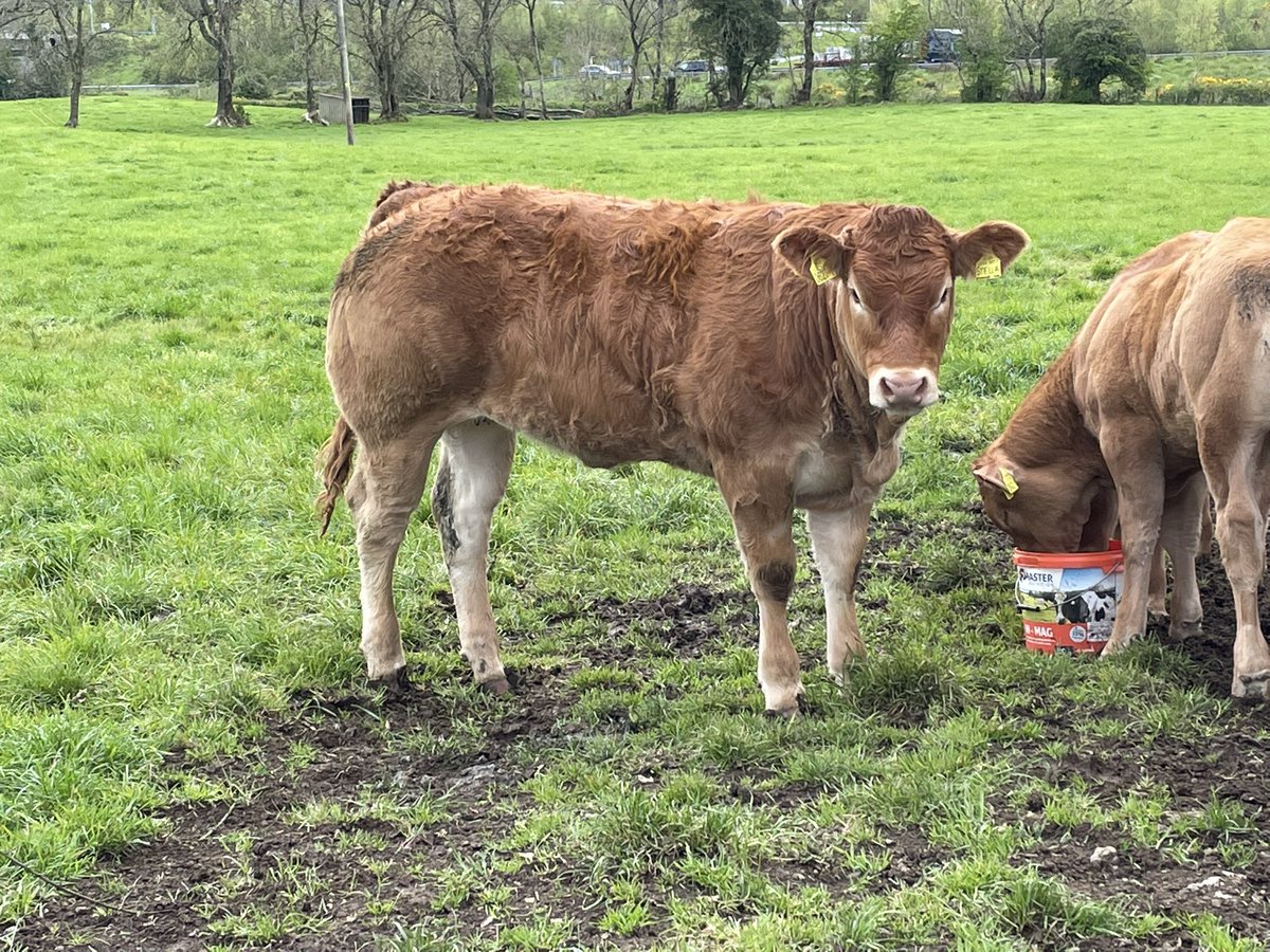 idavidson56's tweet photo. Stella sells at this special sale in August. One of the best we’ve bred. Pictured at 8 mths. #limousin #NIagri @LimousinUK https://t.co/rr1IjNIACo