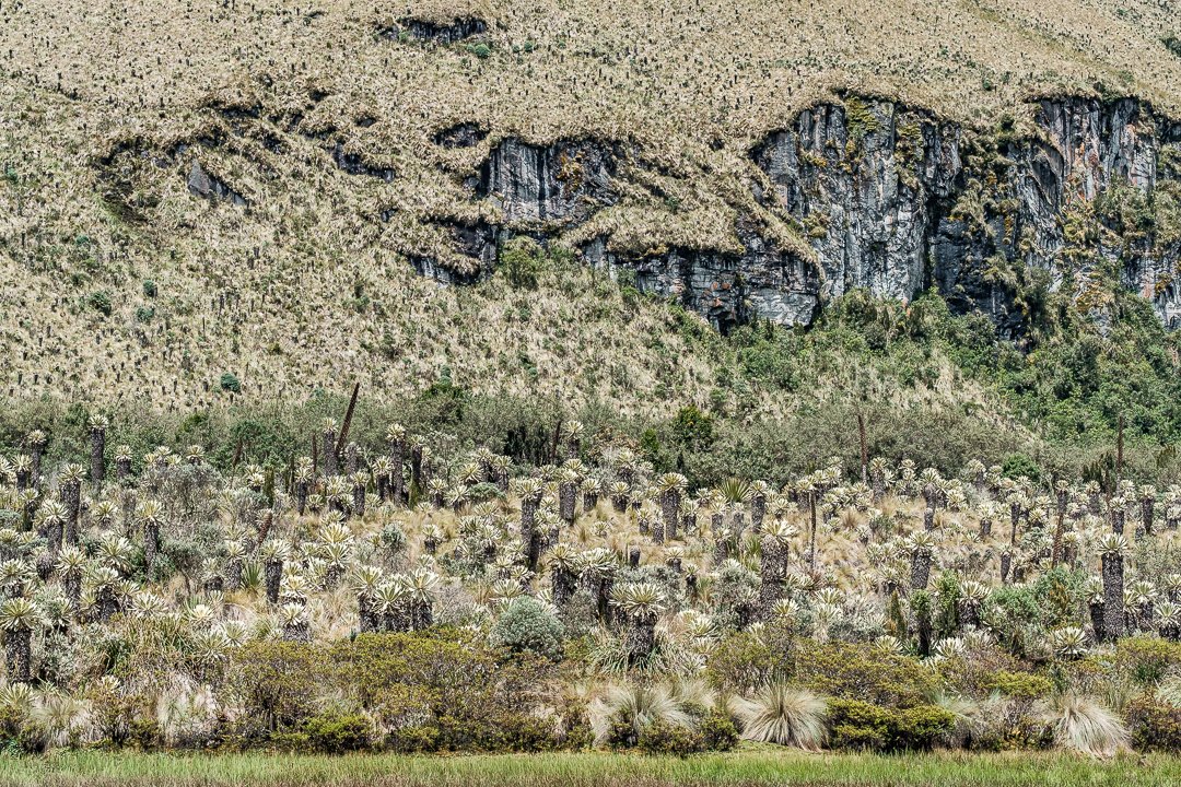 Anomadphotgraph's tweet photo. [Para &amp; Mo] Between 3400 to 4200 altitude , I had the chance to discover a unique surrounding. El Paramo El Angel.
This type of páramo is mostly found in the Andes of Venezuela and Colombia; however, it reaches the north of Ecuador.
@fujifilmfrance #fierdemonfuji #Ecuador https://t.co/BhXKS9s4Wc