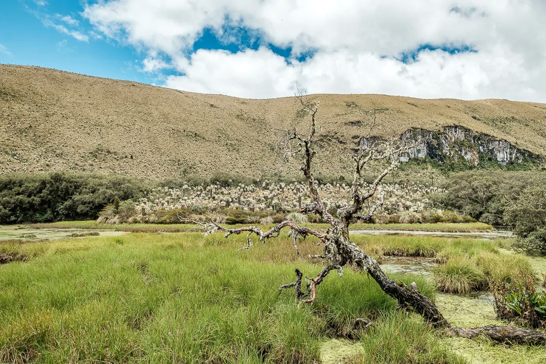 Anomadphotgraph's tweet photo. [Para &amp; Mo] Between 3400 to 4200 altitude , I had the chance to discover a unique surrounding. El Paramo El Angel.
This type of páramo is mostly found in the Andes of Venezuela and Colombia; however, it reaches the north of Ecuador.
@fujifilmfrance #fierdemonfuji #Ecuador https://t.co/BhXKS9s4Wc