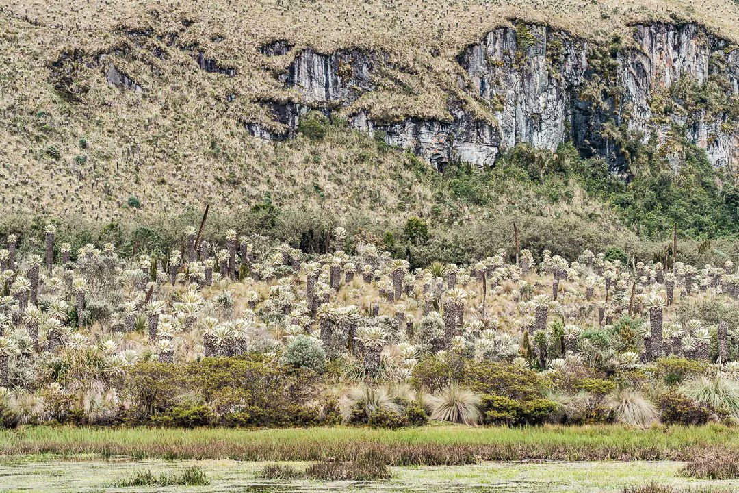 Anomadphotgraph's tweet photo. [Para &amp; Mo] Between 3400 to 4200 altitude , I had the chance to discover a unique surrounding. El Paramo El Angel.
This type of páramo is mostly found in the Andes of Venezuela and Colombia; however, it reaches the north of Ecuador.
@fujifilmfrance #fierdemonfuji #Ecuador https://t.co/BhXKS9s4Wc