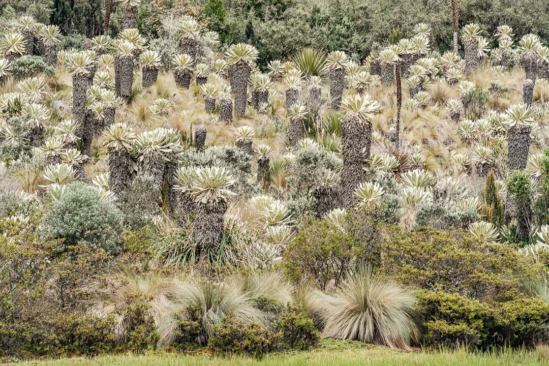 Anomadphotgraph's tweet photo. [Para &amp; Mo] Between 3400 to 4200 altitude , I had the chance to discover a unique surrounding. El Paramo El Angel.
This type of páramo is mostly found in the Andes of Venezuela and Colombia; however, it reaches the north of Ecuador.
@fujifilmfrance #fierdemonfuji #Ecuador https://t.co/BhXKS9s4Wc