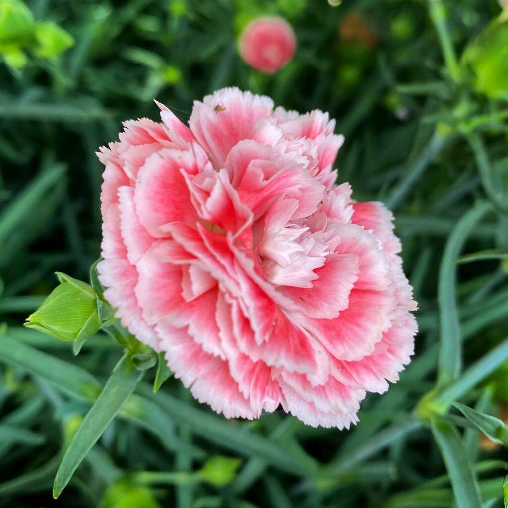 CM_Fragrance's tweet photo. Dianthus currently giving me the clove-scented vapors. These beauties are lapel-ready.
#flowers #nature #gardens #carnation #dianthus #smellthesource #christopherstreet #queerolfaction https://t.co/d17hFrcrfe https://t.co/ZwxDTNT2gk