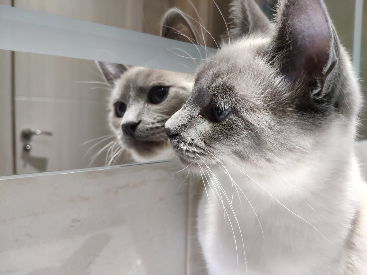 Regalo despertador. Está roto y no deja cambiar la hora de la alarma, suena cada día entre las 6:30 y las 7:00. Por lo demás funciona perfectamente. Adjunto foto