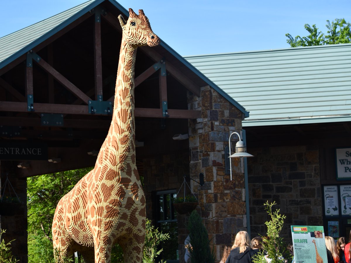 okczoo's tweet photo. BRICKLIVE: Animal Paradise opens TOMORROW at the OKC Zoo! Get closer to wildlife in a brand new way with statues of endangered animals made from over 2 million toy bricks! Purchase your tickets ahead of time for this brand new event at the link here - https://t.co/R3GUAW9732 https://t.co/QELWKCENew