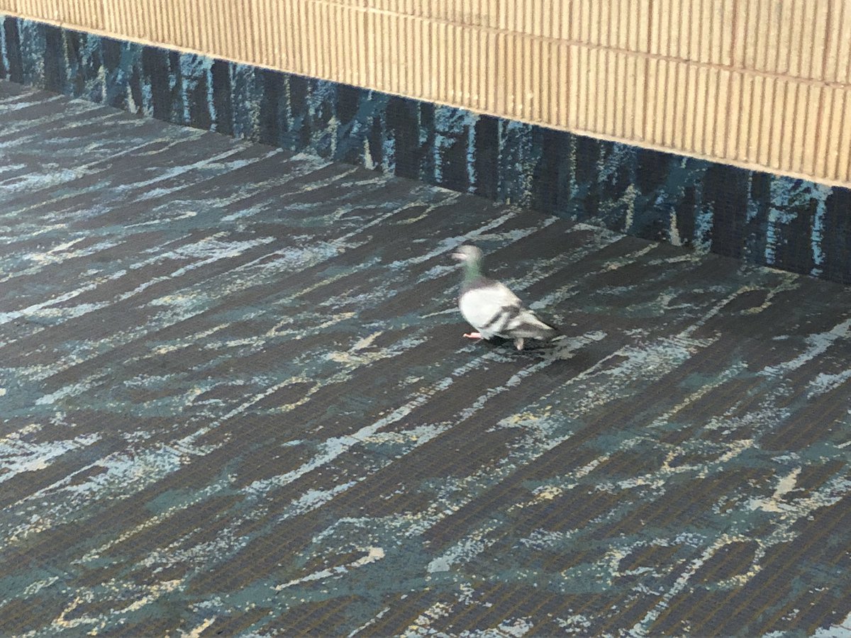 tbeannn's tweet photo. Thanks for a great conference, MLA! I hope this guy finds his meeting! ;) #mlanet22 https://t.co/HwHkfOOyaC