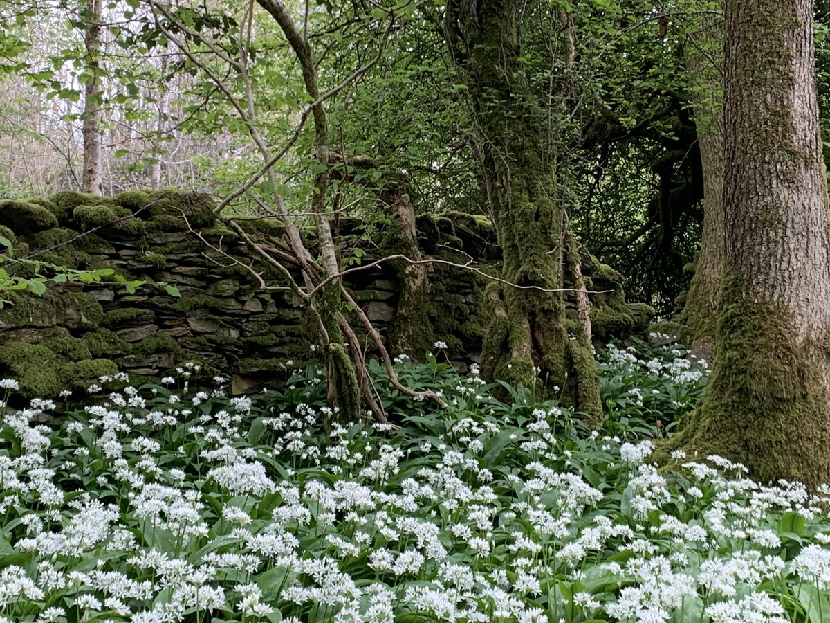 Can’t beat a bluebell and garlic woodland (Dorothy Farrers Spring Wood, Staveley, Cumbria)