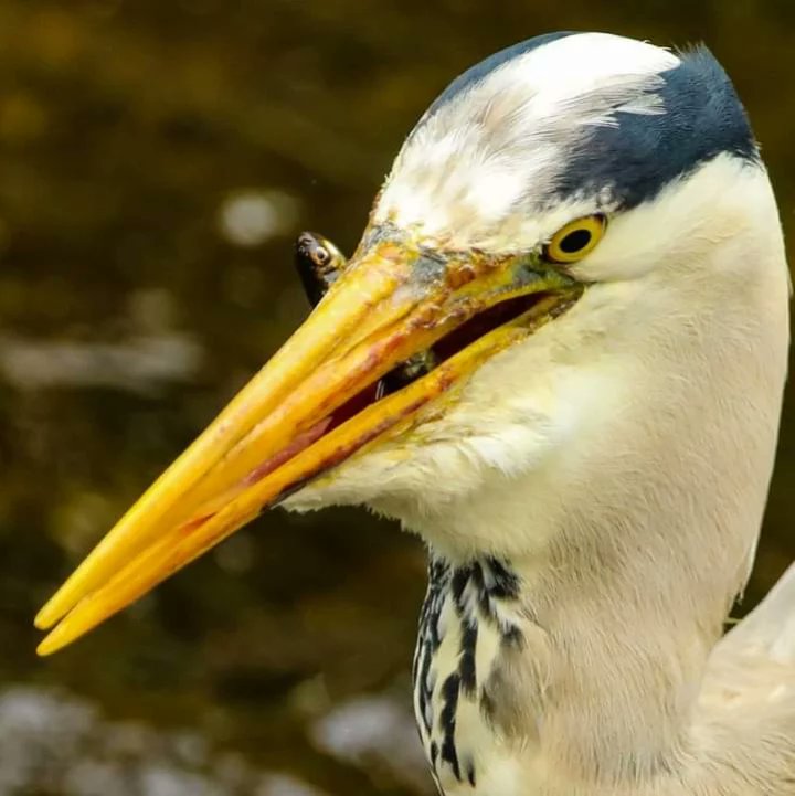markpollock75's tweet photo. #dodderriver #fox #heron #coot https://t.co/46u1s7ZWgS