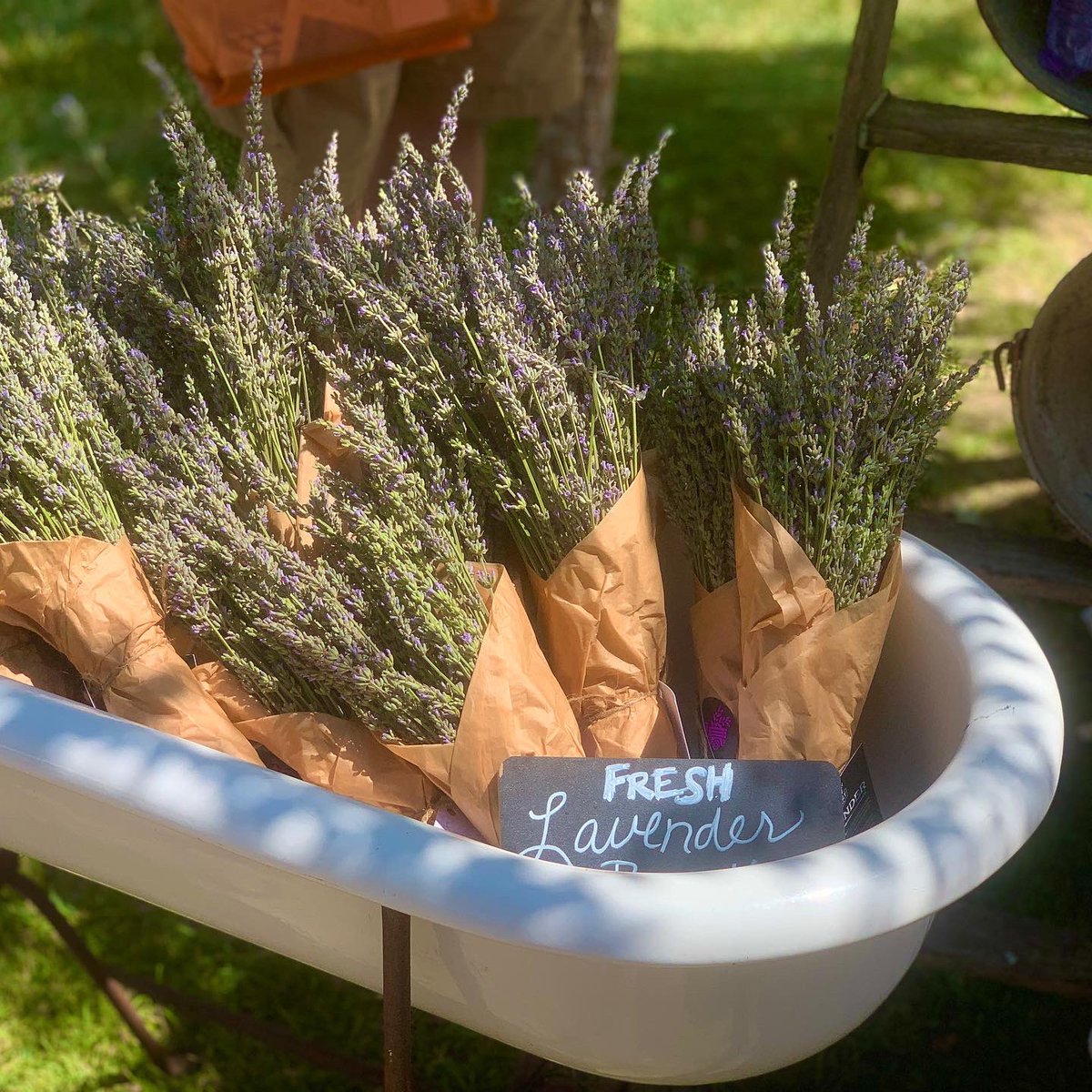 Pasolivo's tweet photo. 🫒💜Pasolivo is proud to be a major sponsor of this year’s Olive and Lavender Festival with @prmainstreet. Join us for an olive oil tasting alongside several other vendors offering arts, crafts, collectables, food, wine-tasting and more. ☺️ https://t.co/07GcZBclUw