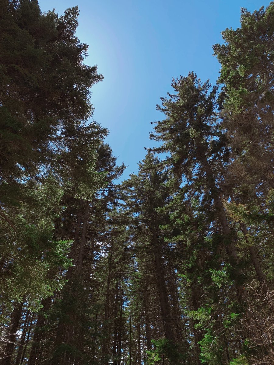 sidequestnb's tweet image. Less than 30 to trail clean up day for our adopted trail, Golf Trek @rockwoodpark! @cityofsaintjohn