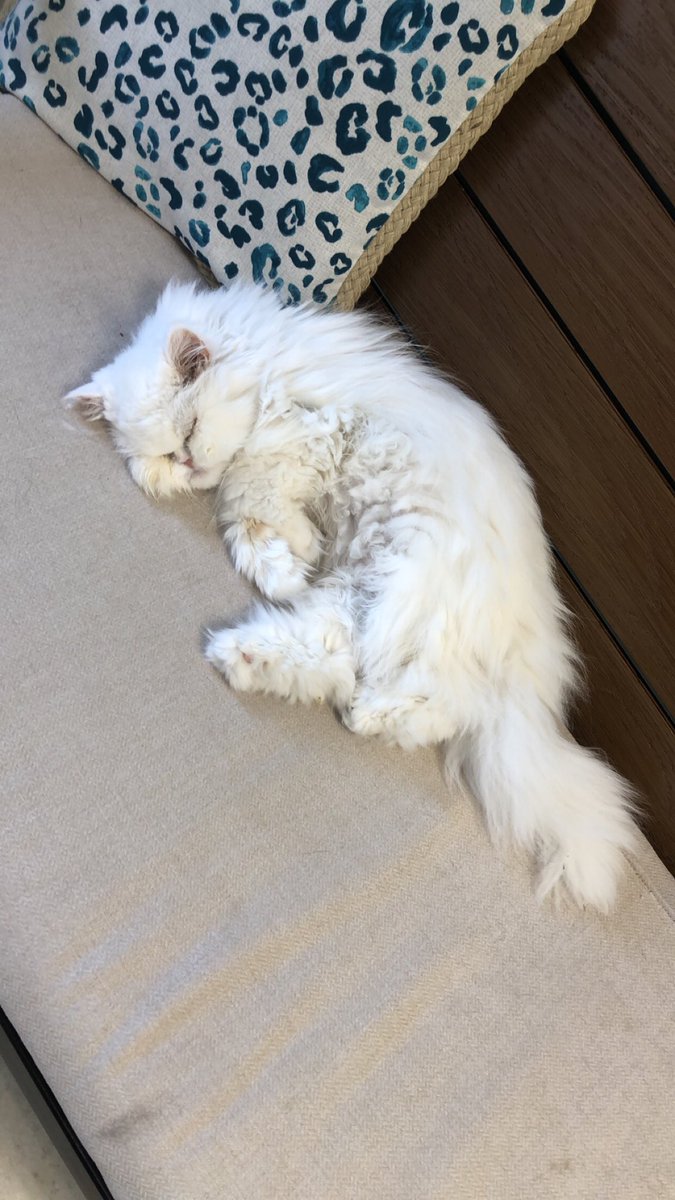 My cats veterinary care place has resident cats that are precious 😻