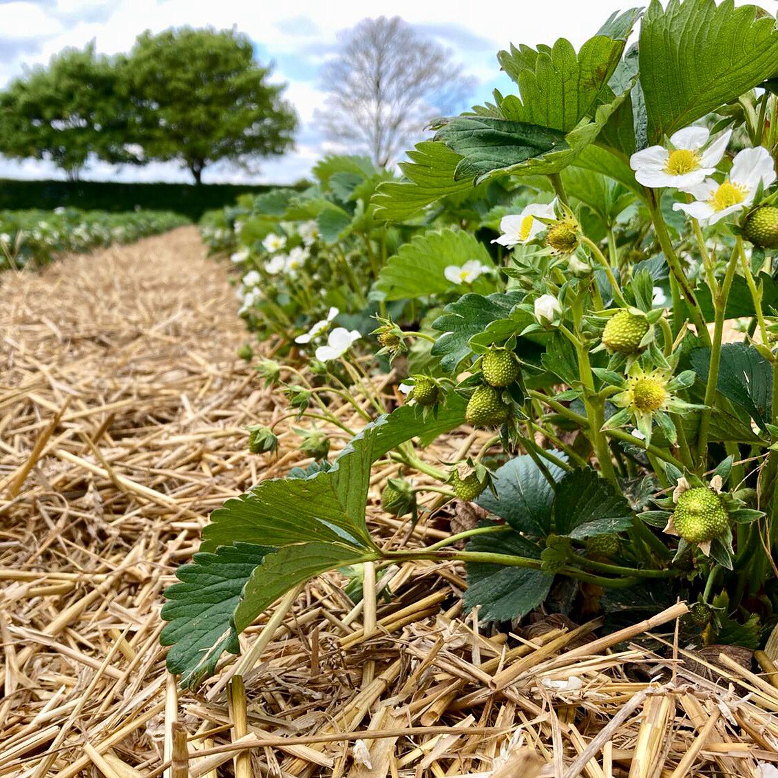 boxtedberries's tweet photo. Oh hello little ones 🍓 the countdown to strawberry season begins!

First berries ripe late May / early June, depending on the weather.

Sign up to our email for the most up to date info https://t.co/YFuzKCTnBe

Fingers crossed for a cracking summer. https://t.co/fBl6g7ftD1