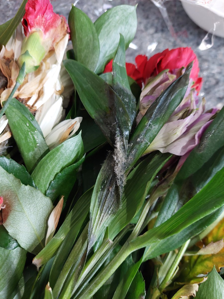 Simply_Alexa7's tweet photo. Super disappointed with the customer service and quality of product I got from @Bloomex_canada. I advise a different florist if you want reliability. https://t.co/6fz72r7sD4