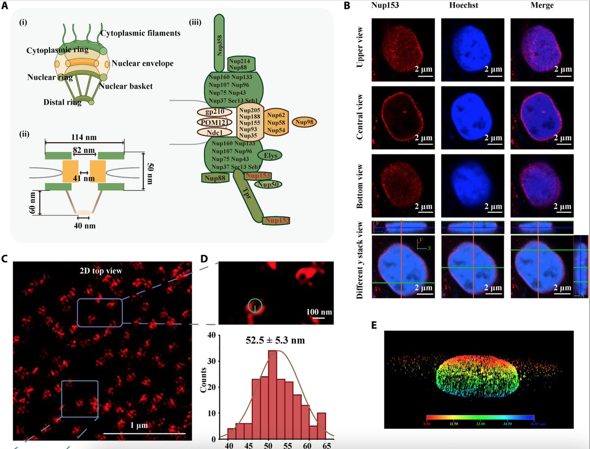 NikonInst's tweet photo. New approach to #SuperResolution Expansion #Microscopy #ExM provides 9-fold expansion and uses a chip mold to help simplify the protocol, demonstrated for imaging nuclear pore complexes and clathrin-coated pits: https://t.co/tshAc2v98D https://t.co/bahyTi4zhA