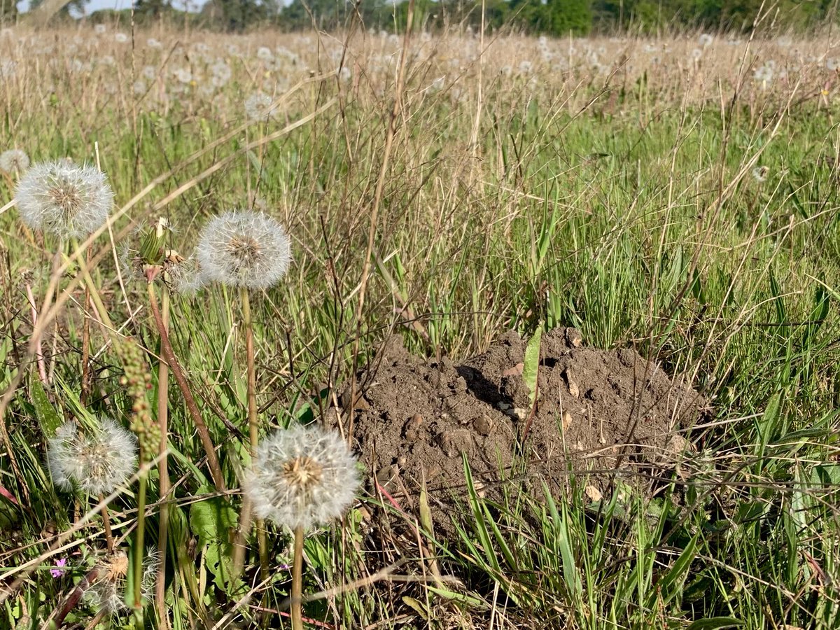 wildernorfolk's tweet photo. Are Moles the Cinderella of ecosystem engineers? Creators of seedbeds, opportunity and variation? Subterranean micro-Boar? Maybe they’re just Moles. (There is no Mole emoji 😞) https://t.co/TZiPgPEpcs