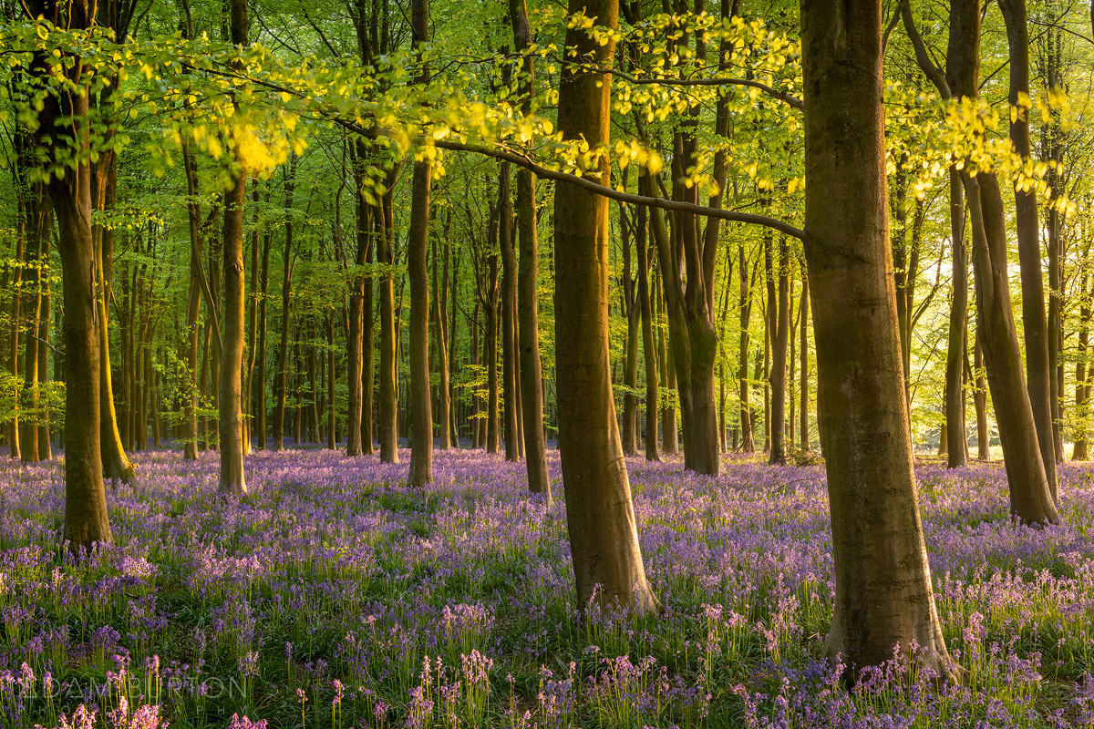 adamburtonphoto's tweet photo. I've been neglecting Twitter for far too long, so I'm going to try and get my act together and post regularly on here.  Here's my first picture, captured yesterday in a lovely Wiltshire bluebell woodland with some beautiful evening light. https://t.co/uiefhmUFNp