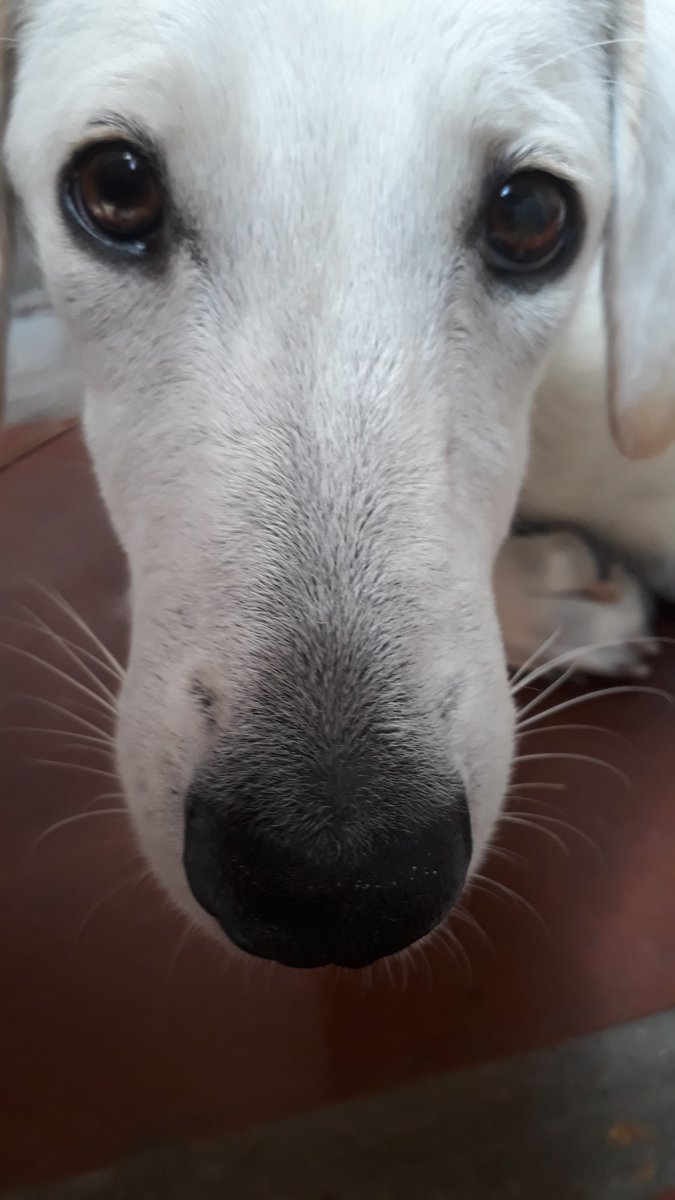 triniqt2's tweet photo. Aunty Dawn don't be fooled... we enjoy biting up the cocoyea broom emencely! #trinidadpothounds #pothoundsoftrinidad #pothounds @dbatchak https://t.co/bN2MzbznsF