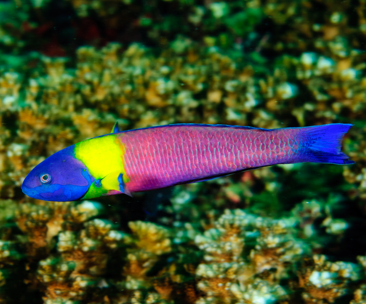 A little bit of color to brighten up your Friday! The Cortez Rainbow Wrasse (Thalassoma lucasanum). #ichthyology