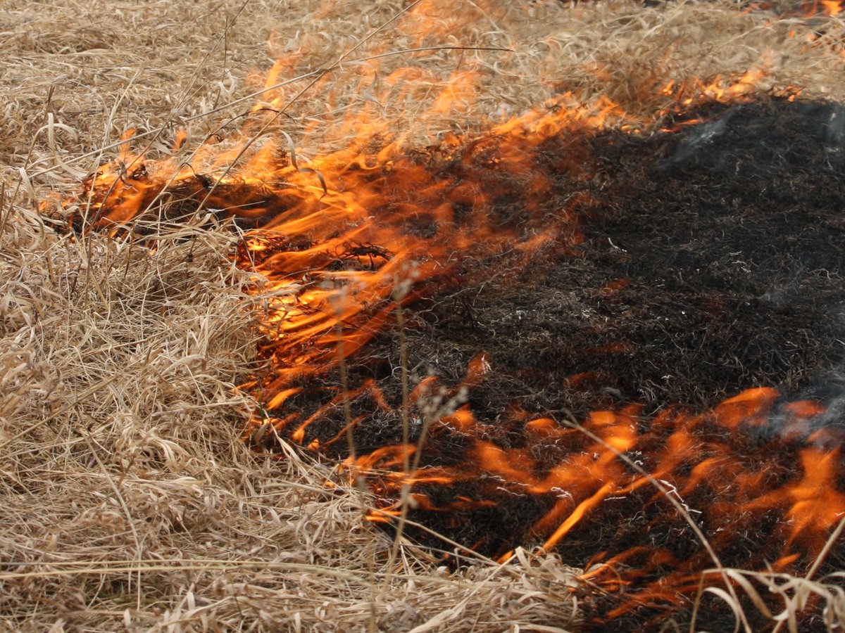 AlbertaWildfire's tweet photo. Dry grass is extremely flammable at this time of year! Once ignited, dead and dry vegetation can fuel a fast-moving wildfire. Please use caution when you’re working or recreating outdoors. Last year, 67% of wildfires were human-caused. #ABWildfire https://t.co/88V1jUKds8