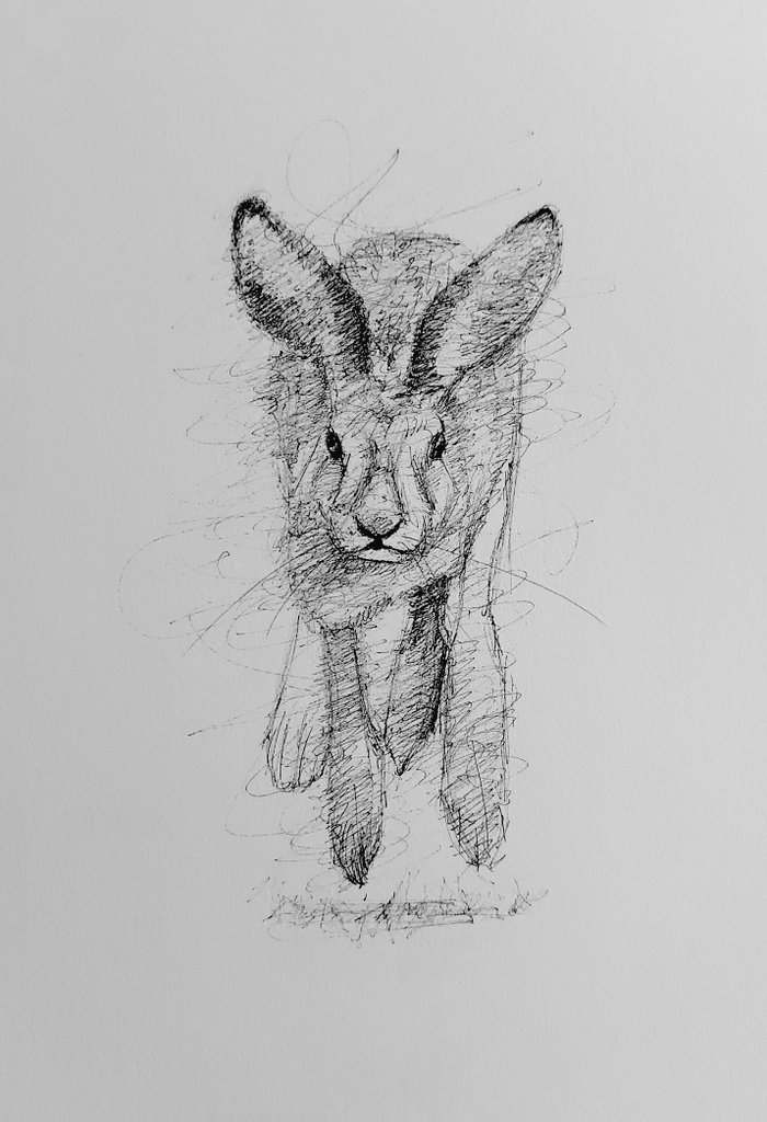 Friday doodle. 
#hare #inkdrawing #scribble #art