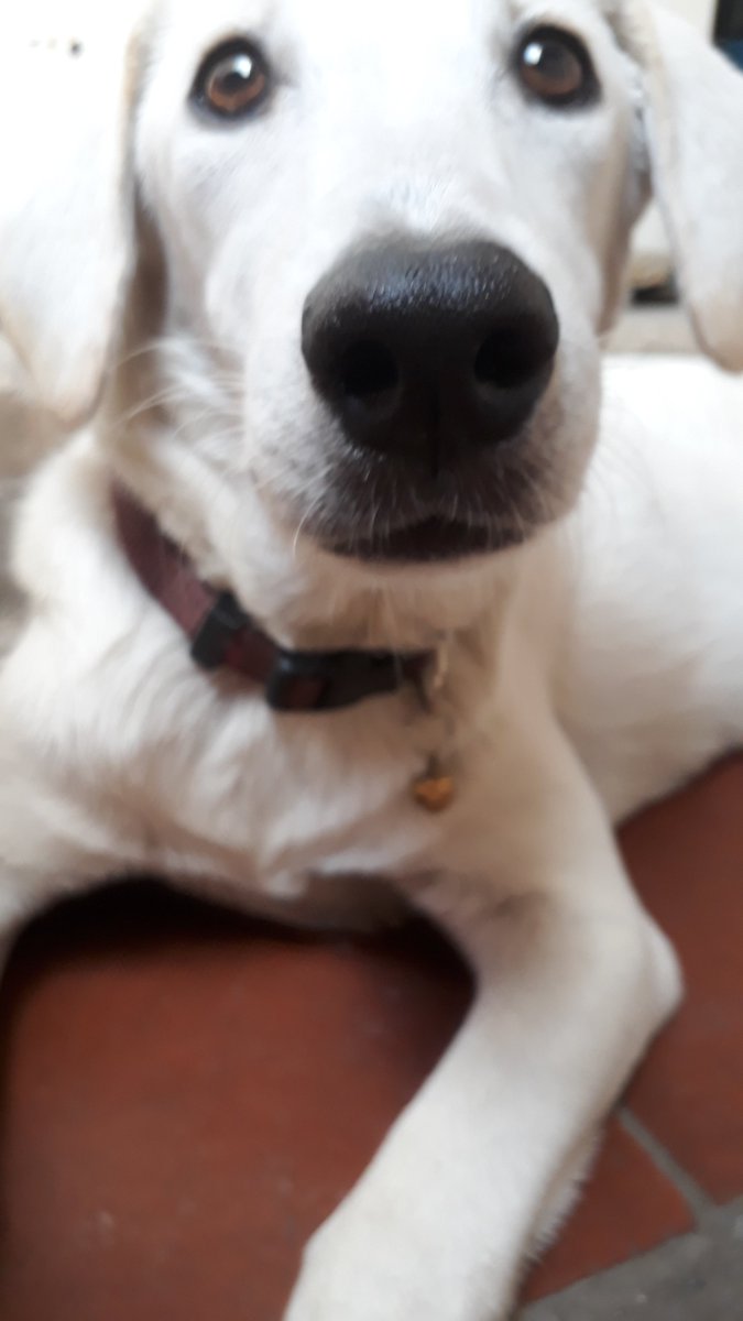 triniqt2's tweet photo. Aunty Dawn don't be fooled... we enjoy biting up the cocoyea broom emencely! #trinidadpothounds #pothoundsoftrinidad #pothounds @dbatchak https://t.co/bN2MzbznsF