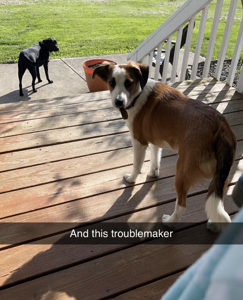 jennamar828's tweet photo. I miss my puppy 🥹 https://t.co/XRfYNlZaQP