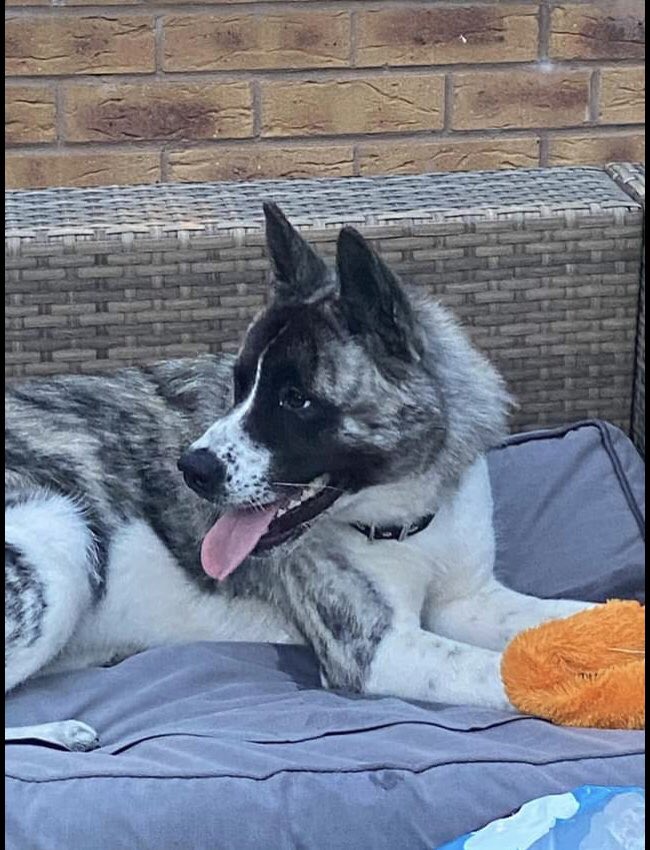 Karen Field tweet media