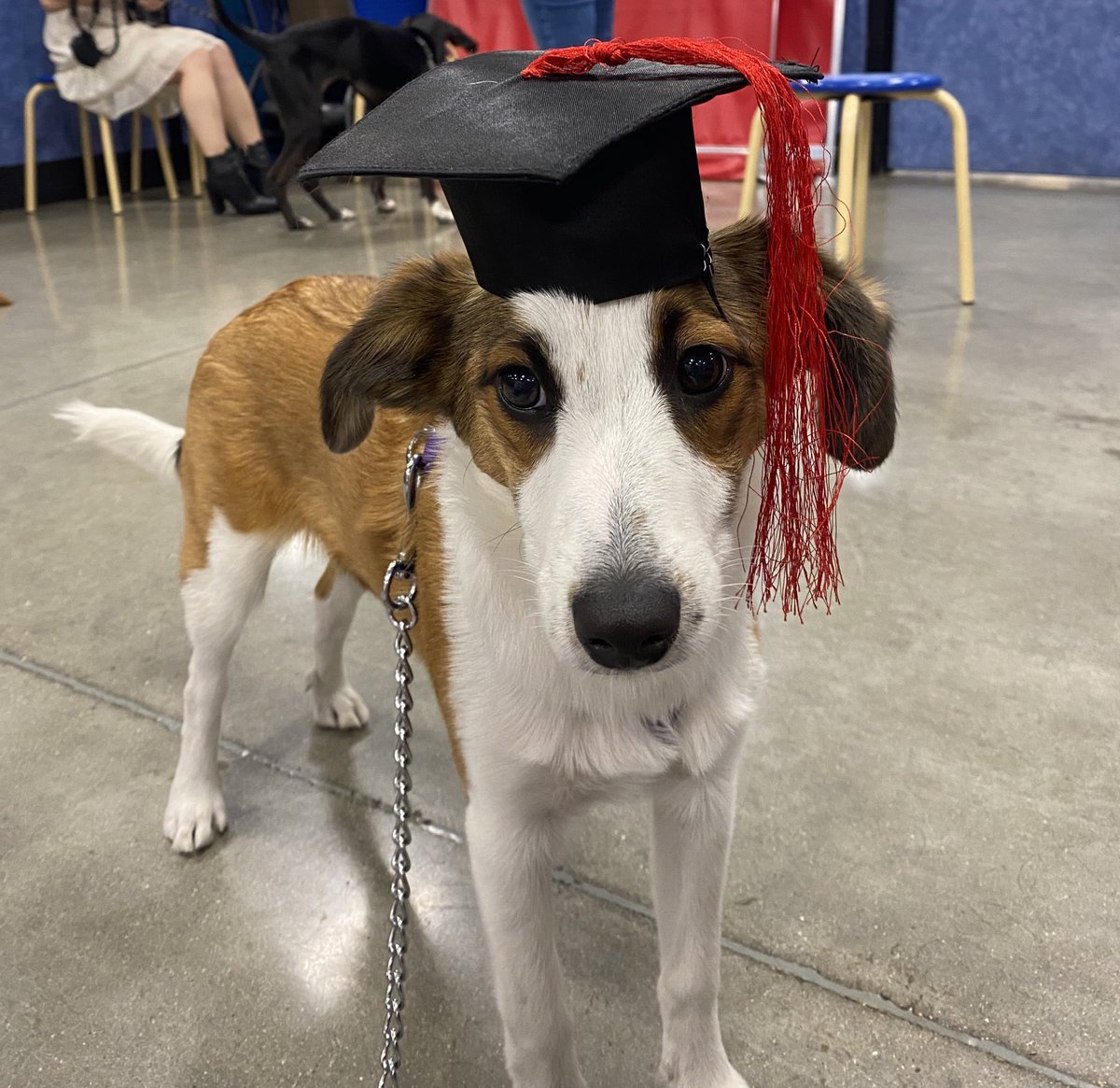jennamar828's tweet photo. Also he graduated from his intermediate puppy class last night and look at him 🥰 https://t.co/WsYwe5HOnx