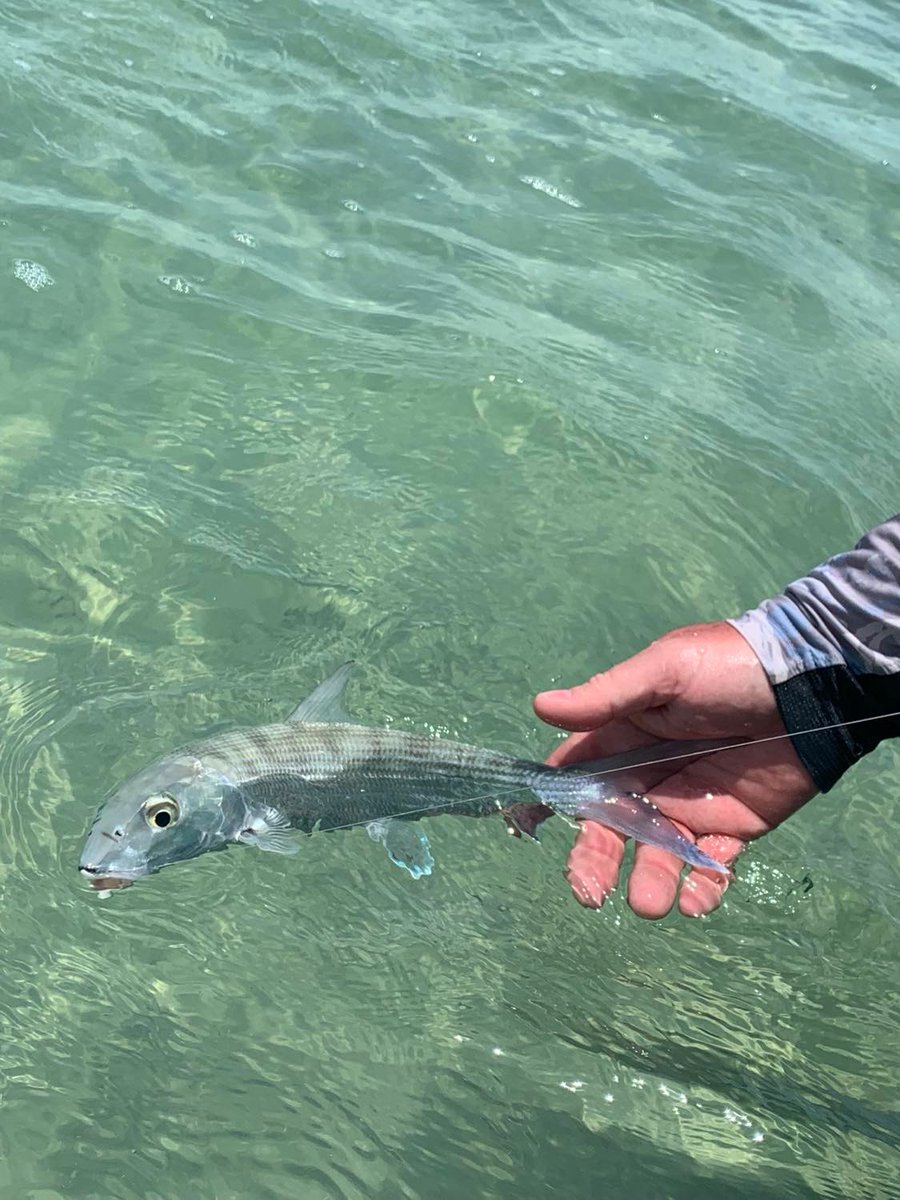 rwflyfish's tweet photo. Mr.Bonefish! A quick release. Several landed by Jana and Dave on fly with Captain Eduardo! #reelbelize #reelwomenflyfishing #tforods #amff https://t.co/8ARLGGFh2a